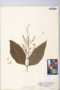 Collinsonia canadensis image