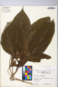 Collinsonia canadensis image