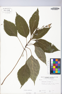 Collinsonia canadensis image