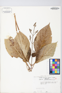 Collinsonia canadensis image