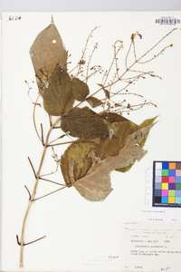 Collinsonia canadensis image