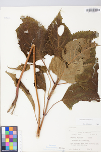 Collinsonia canadensis image