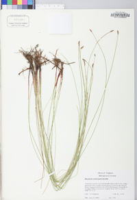 Eleocharis erythropoda image