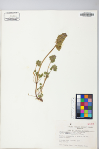 Lamium purpureum image