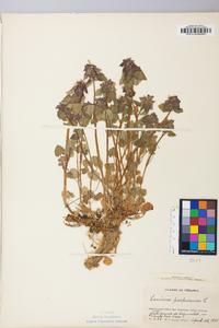 Lamium purpureum image