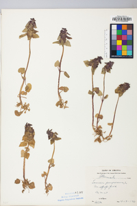 Lamium purpureum image