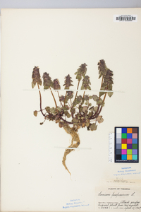 Lamium purpureum image