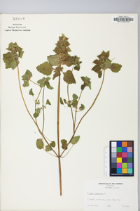 Lamium purpureum image