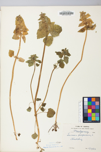 Lamium purpureum image