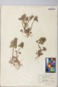 Lamium purpureum image