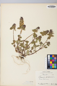 Lamium purpureum image