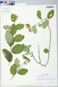 Spiraea corymbosa image