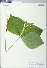 Trillium erectum image