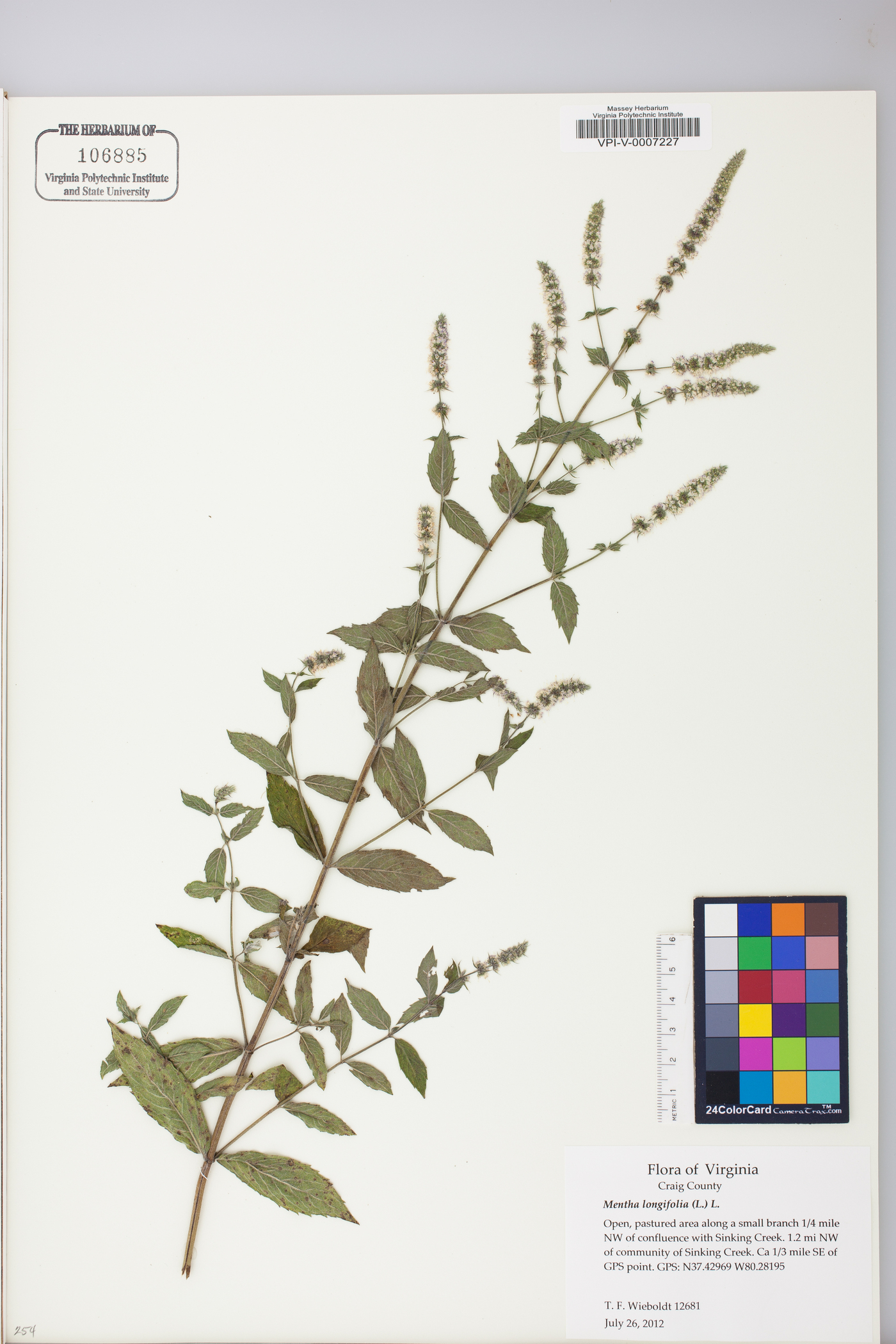Mentha longifolia image