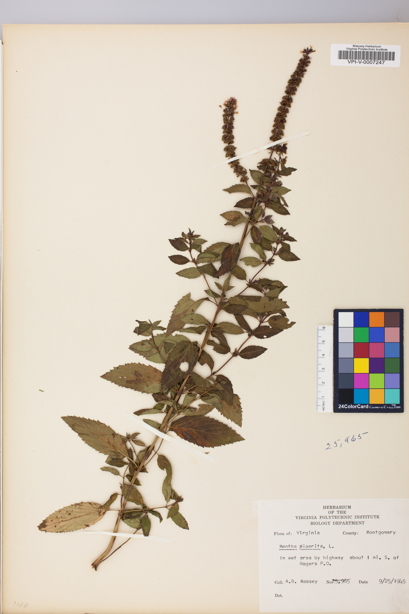 Mentha × piperita image