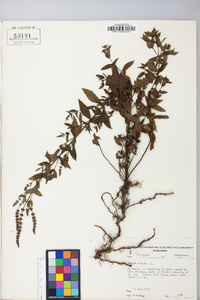 Mentha spicata image