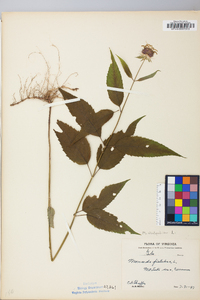 Monarda clinopodia image