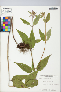 Monarda clinopodia image