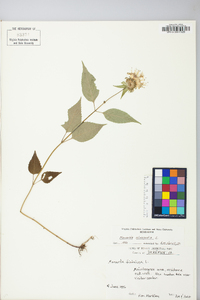 Monarda clinopodia image