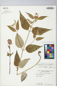 Monarda clinopodia image