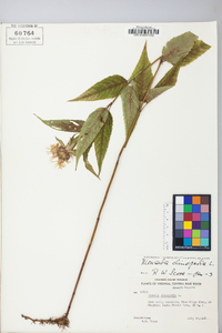 Monarda clinopodia image