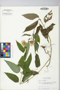 Monarda clinopodia image