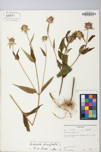 Monarda clinopodia image