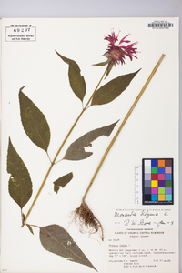 Monarda didyma image