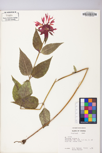 Monarda didyma image