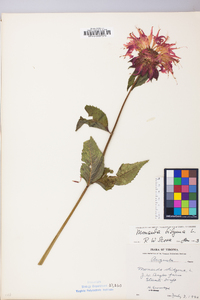 Monarda didyma image