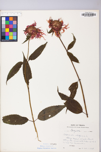 Monarda didyma image