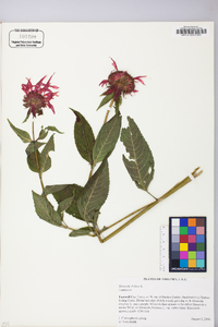 Monarda didyma image