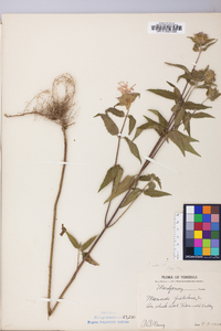 Monarda fistulosa var. fistulosa image