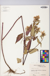 Monarda fistulosa var. fistulosa image