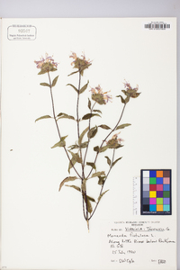 Monarda fistulosa var. mollis image