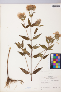 Monarda fistulosa var. mollis image