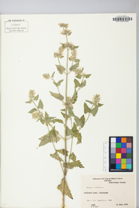 Nepeta cataria image