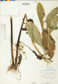 Lactuca biennis image