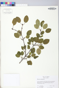 Rhamnus cathartica image