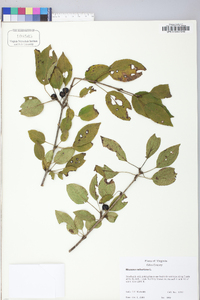 Rhamnus cathartica image