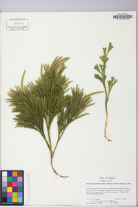 Dendrolycopodium hickeyi image