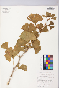 Ginkgo biloba image