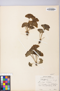 Ginkgo biloba image