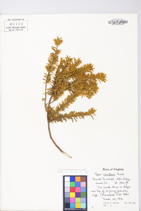 Taxus canadensis image