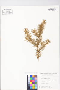 Taxus canadensis image