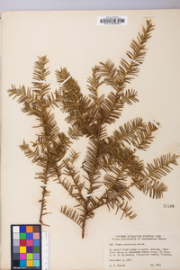 Taxus canadensis image