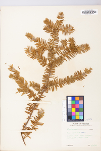 Taxus canadensis image