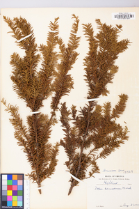 Taxus canadensis image