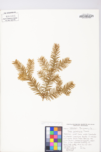 Taxus canadensis image