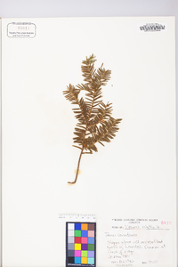 Taxus canadensis image